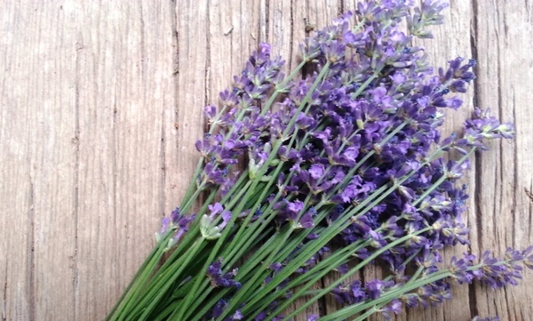 Ý Nghĩa Của Hoa Lavender Trong Tình Yêu Và Cuộc Sống
