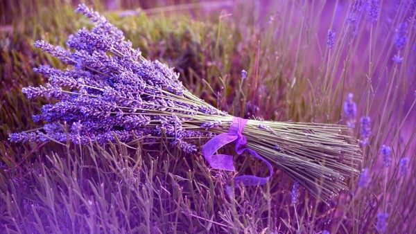 Ý Nghĩa Của Hoa Lavender Trong Tình Yêu Và Cuộc Sống