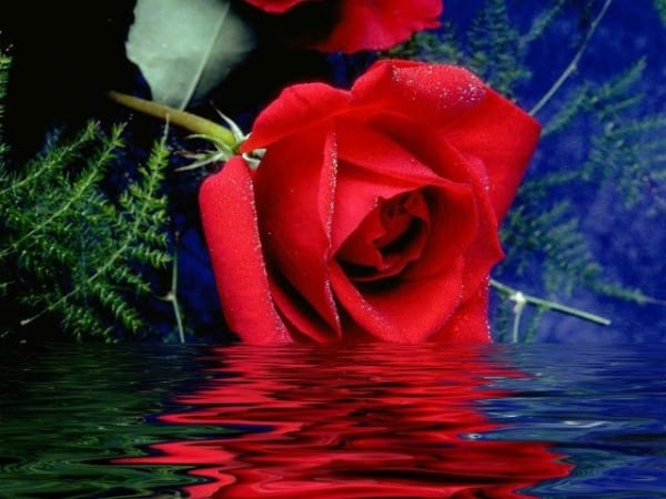 Hoa hồng là quốc hoa của nước nào?